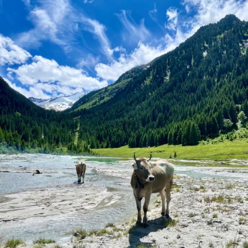 Angeln Urlaub Mittersill Fliegenfischen Finkausee